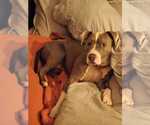 Small #1 American Bulldog Mix