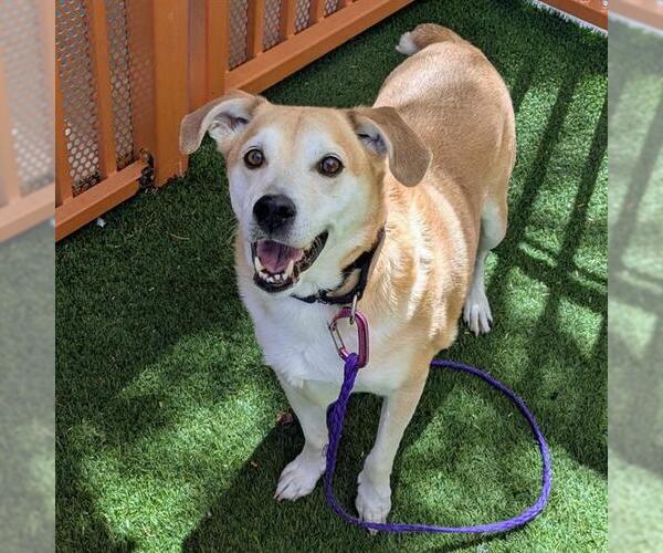 Medium Photo #2 Carolina Dog-Unknown Mix Puppy For Sale in Las Vegas, NV, USA
