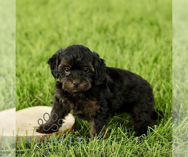 Medium Photo #3 Poovanese Puppy For Sale in RONKS, PA, USA