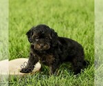 Small #2 Poovanese