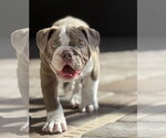 Small #1 Bulldog