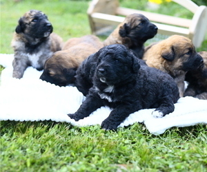 Shepadoodle Puppy for Sale in CENTERVILLE, Tennessee USA