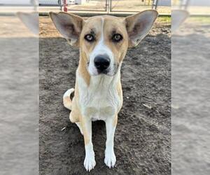 American Pit Bull Terrier-Unknown Mix Dogs for adoption in Bakersfield, CA, USA