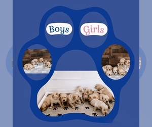Golden Retriever Litter for sale in VERONA, KY, USA