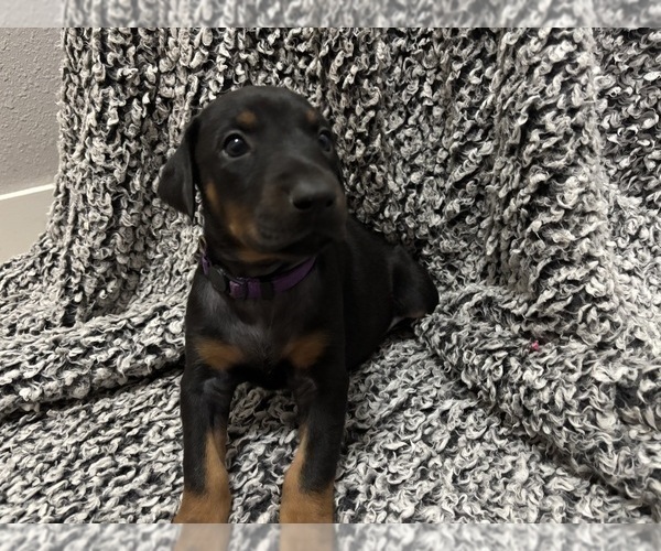 Medium Photo #20 Doberman Pinscher Puppy For Sale in WESTON, WI, USA
