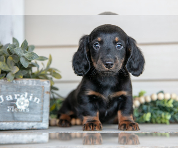 Medium Photo #1 Dachshund Puppy For Sale in NAPPANEE, IN, USA