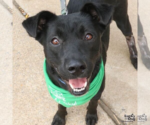 Medium Photo #5 Borador Puppy For Sale in Washington, DC, USA