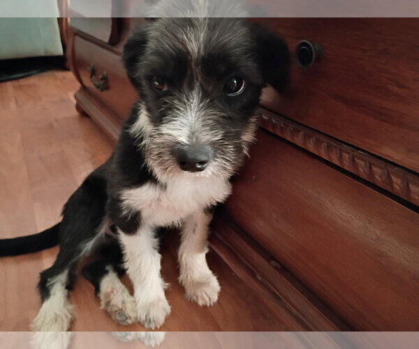 Medium Photo #5 Mutt Puppy For Sale in Bellevue, WA, USA