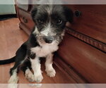 Small #4 Mutt