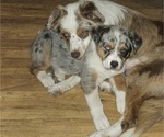 Small Photo #6 Australian Shepherd Puppy For Sale in MABEL, MN, USA