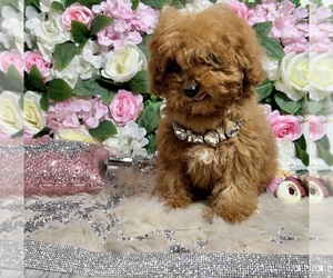 Poodle (Toy) Puppy for sale in HAYWARD, CA, USA