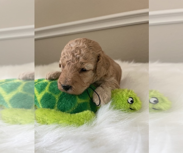 Medium Photo #3 Poodle (Toy) Puppy For Sale in PLANO, TX, USA
