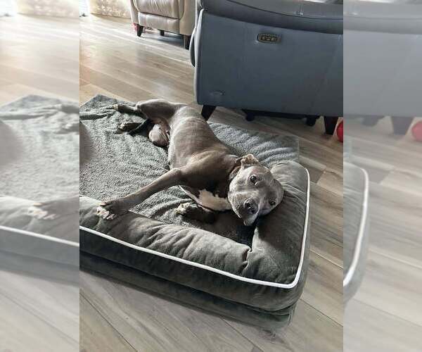 Medium Photo #3 Mutt Puppy For Sale in Abbeville, LA, USA