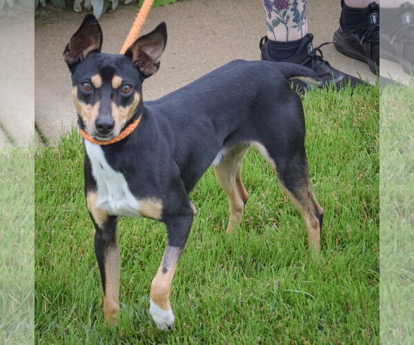 Medium Photo #2 American Rat Pinscher Puppy For Sale in Huntley, IL, USA