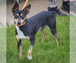 Small #1 American Rat Pinscher