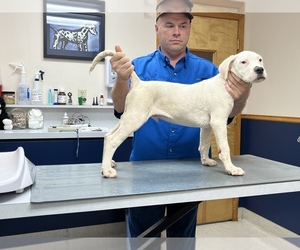Dogo Argentino Puppy for sale in VICTORIA, TX, USA