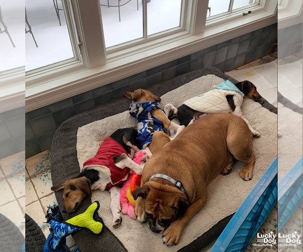 Medium Photo #4 Mutt Puppy For Sale in Washington, DC, USA