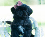 Puppy Luna AKC Shih Tzu