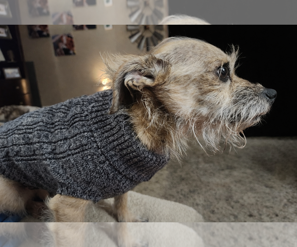 Medium Photo #5 Cairn Terrier-Unknown Mix Puppy For Sale in Princeton, MN, USA