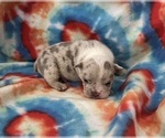 Small Photo #2 English Bulldog Puppy For Sale in RICHMOND, VA, USA