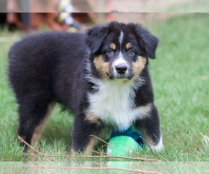 Medium Australian Shepherd