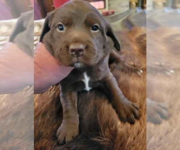 Medium Photo #1 Labradinger Puppy For Sale in NEW CONCORD, OH, USA