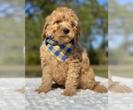 Small Photo #10 Goldendoodle Puppy For Sale in FROSTPROOF, FL, USA