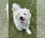 Small #2 Maltese Mix