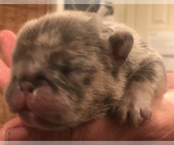 Medium Photo #14 French Bulldog Puppy For Sale in PLACERVILLE, CA, USA