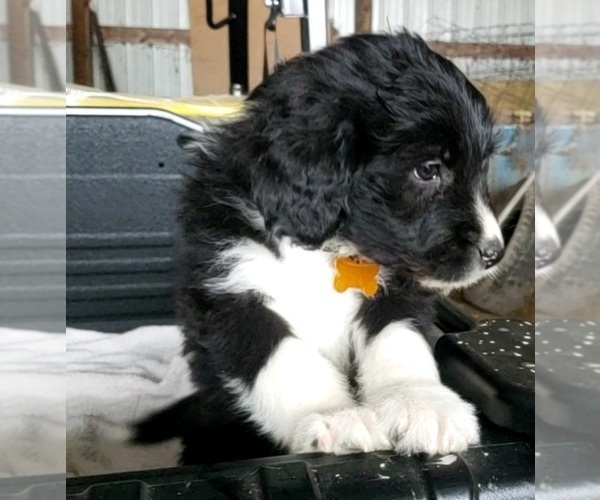 Medium Photo #11 Aussiedoodle Puppy For Sale in DERBY, IA, USA