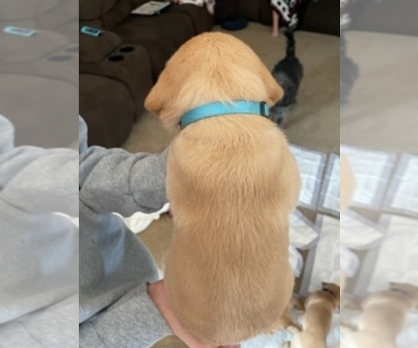 Medium Photo #3 Labrador Retriever Puppy For Sale in HEDRICK, IA, USA
