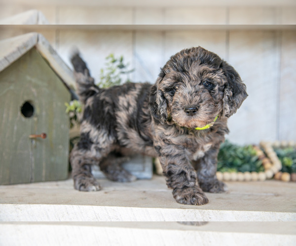 Medium Photo #1 Miniature Labradoodle Puppy For Sale in SUGARCREEK, OH, USA