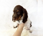 Small #6 Dachshund