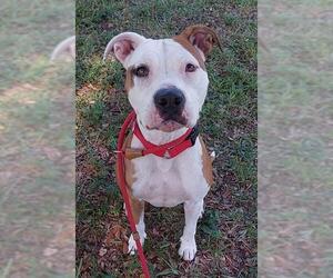 Medium American Staffordshire Terrier