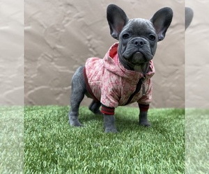 French Bulldog Puppy for sale in SOUTH GATE, CA, USA