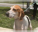 Small #2 Beagle