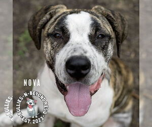 Nova - Female American Bandogge Dog for Adoption - Photo #2