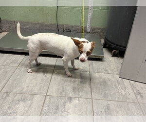 Chihuahua-Unknown Mix Dogs for adoption in Grand Prairie, TX, USA