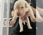 Small #26 Labrador Retriever