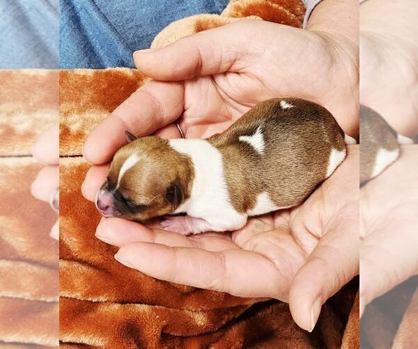Medium Photo #11 Chihuahua Puppy For Sale in MOUNT AIRY, NC, USA