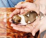 Small #10 Chihuahua