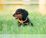 Small Photo #32 Dachshund Puppy For Sale in WARSAW, IN, USA