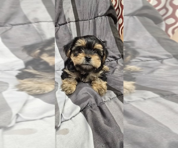 Medium Photo #11 Yorkshire Terrier Puppy For Sale in HUNTSVILLE, AL, USA