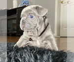 Small Photo #5 French Bulldog Puppy For Sale in CARTERET, NJ, USA