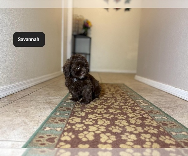Medium Photo #2 ShihPoo Puppy For Sale in TUCSON, AZ, USA