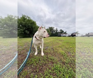 Liberty - Female American Pit Bull Terrier-Unknown Mix Dog for Adoption - Photo #3