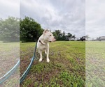 Small #2 American Pit Bull Terrier Mix