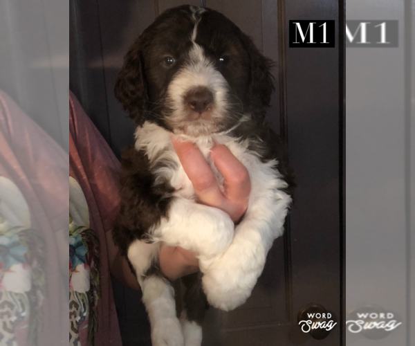 Medium Photo #2 Aussiedoodle Puppy For Sale in BEDFORD, VA, USA