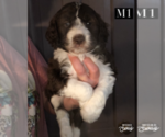 Small Photo #2 Aussiedoodle Puppy For Sale in BEDFORD, VA, USA