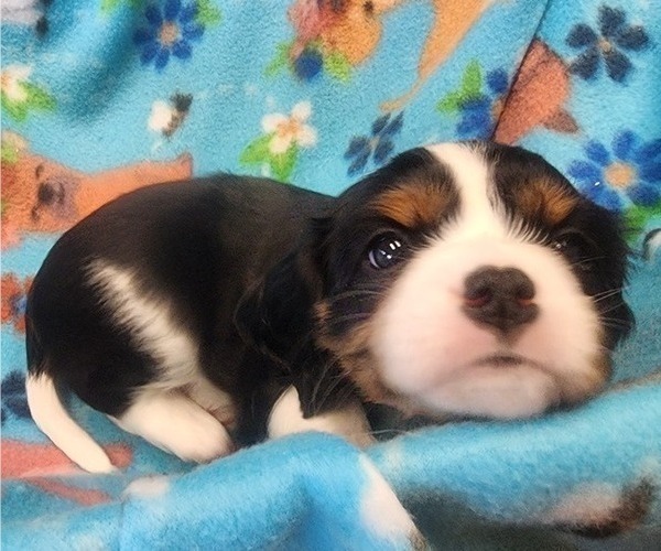 Medium Photo #3 Aussalier Puppy For Sale in ATHOL, ID, USA